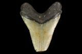 Fossil Megalodon Tooth - North Carolina #147028-2